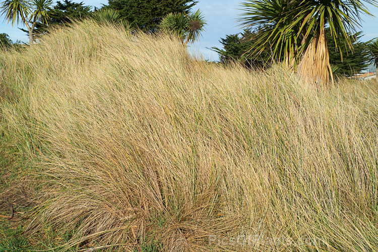 European Marram Grass or European Beach Grass (<i>Ammophila arenaria</i>), a coastal grass that builds and retains sand dunes due to the way it traps sand around the base of the foliage. Its native range is the coastal. North Atlantic, but is has been widely introduced in many areas for dune stabilisation. However, its invasive tendencies have given it a bad reputation for displacing native grasses. Order: Poales, Family: Poaceae