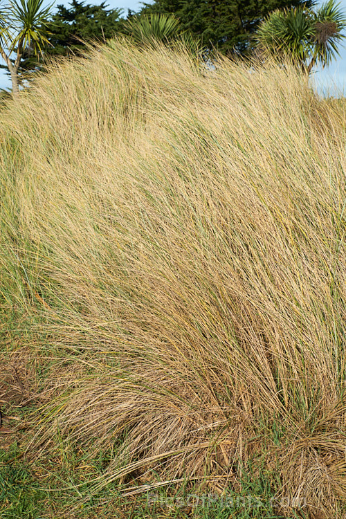 European Marram Grass or European Beach Grass (<i>Ammophila arenaria</i>), a coastal grass that builds and retains sand dunes due to the way it traps sand around the base of the foliage. Its native range is the coastal. North Atlantic, but is has been widely introduced in many areas for dune stabilisation. However, its invasive tendencies have given it a bad reputation for displacing native grasses. Order: Poales, Family: Poaceae