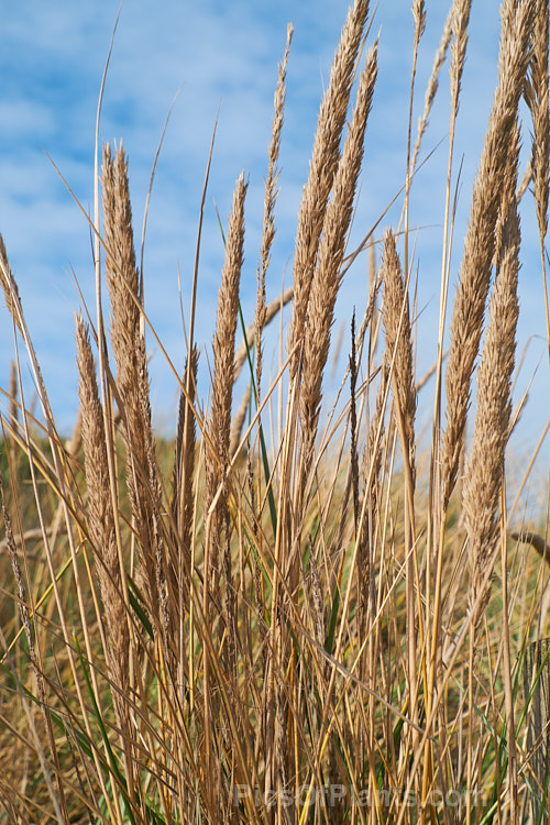 Seed heads of European Marram Grass or European Beach Grass (<i>Ammophila arenaria</i>), a coastal grass that builds and retains sand dunes due to the way it traps sand around the base of the foliage. Its native range is the coastal. North Atlantic, but is has been widely introduced in many areas for dune stabilisation. However, its invasive tendencies have given it a bad reputation for displacing native grasses. Order: Poales, Family: Poaceae