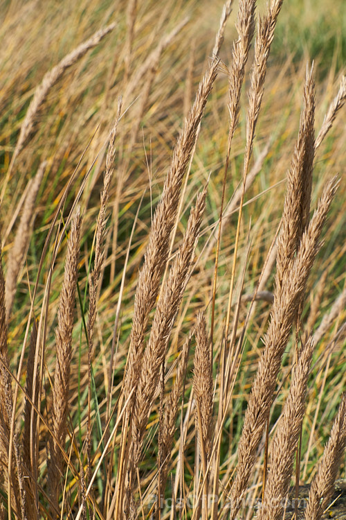 Seed heads of European Marram Grass or European Beach Grass (<i>Ammophila arenaria</i>), a coastal grass that builds and retains sand dunes due to the way it traps sand around the base of the foliage. Its native range is the coastal. North Atlantic, but is has been widely introduced in many areas for dune stabilisation. However, its invasive tendencies have given it a bad reputation for displacing native grasses. Order: Poales, Family: Poaceae