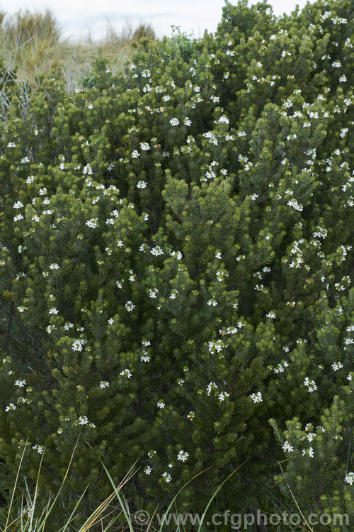 Coast. Rosemary or Coast. Westringia (<i>Westringia fruticosa [syn. Westringia rosmariniformis]). Despite the common name, this 15m tall, evergreen, long-flowering shrub from coastal eastern Australian has no herbal uses and is grown as an ornamental. It is rather a variable plant with leaves that can dark green to grey-green and flowers that range in colour from white to purplish mauve. westringia-2933htm'>Westringia.