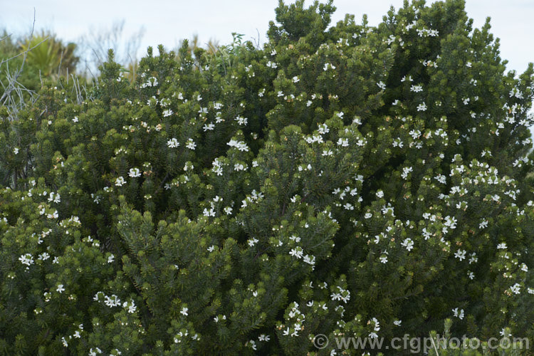 Coast. Rosemary or Coast. Westringia (<i>Westringia fruticosa [syn. Westringia rosmariniformis]). Despite the common name, this 15m tall, evergreen, long-flowering shrub from coastal eastern Australian has no herbal uses and is grown as an ornamental. It is rather a variable plant with leaves that can dark green to grey-green and flowers that range in colour from white to purplish mauve. westringia-2933htm'>Westringia.