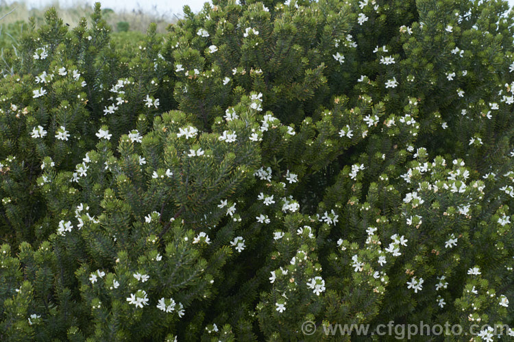 Coast. Rosemary or Coast. Westringia (<i>Westringia fruticosa [syn. Westringia rosmariniformis]). Despite the common name, this 15m tall, evergreen, long-flowering shrub from coastal eastern Australian has no herbal uses and is grown as an ornamental. It is rather a variable plant with leaves that can dark green to grey-green and flowers that range in colour from white to purplish mauve. westringia-2933htm'>Westringia.