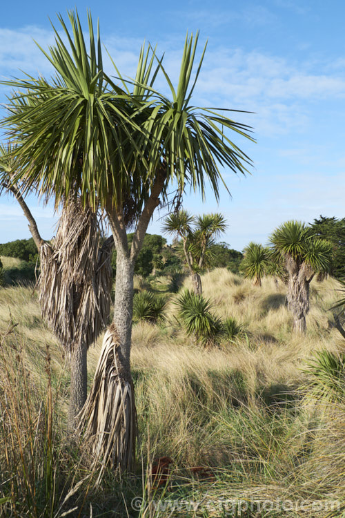 Cabbage Tree (<i>Cordyline australis</i>), the most common of several similar agave-like perennials endemic to New Zealand Inflorescences of cream flowers open in spring are followed in autumn by similarly coloured berry-like fruit. It is sometimes used as a substitute for palm trees in cool climates and for that reason is sometimes known as Cornish. Palm, though it does not come from Cornwall and is not a palm.