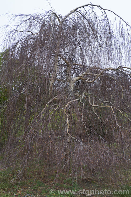 Young's Weeping Birch (<i>Betula pendula 'Youngii') in winter with bare branches. This is a compact, strongly weeping cultivar of the Silver Birch (<i>Betula pendula</i>), an extremely hardy Eurasian tree that is widely cultivated for its silver-grey bark 'Youngii' has a dome-shaped habit with branches weeping to the ground. betula-2077htm'>Betula. <a href='betulaceae-plant-family-photoshtml'>Betulaceae</a>.