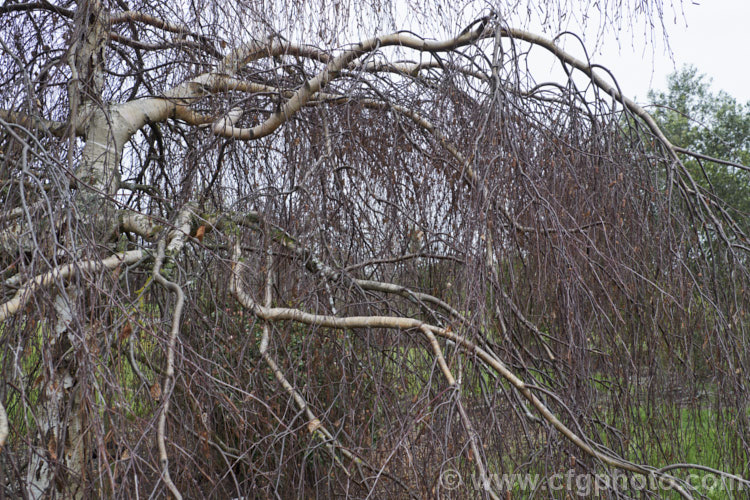 Young's Weeping Birch (<i>Betula pendula 'Youngii') in winter with bare branches. This is a compact, strongly weeping cultivar of the Silver Birch (<i>Betula pendula</i>), an extremely hardy Eurasian tree that is widely cultivated for its silver-grey bark 'Youngii' has a dome-shaped habit with branches weeping to the ground. betula-2077htm'>Betula. <a href='betulaceae-plant-family-photoshtml'>Betulaceae</a>.