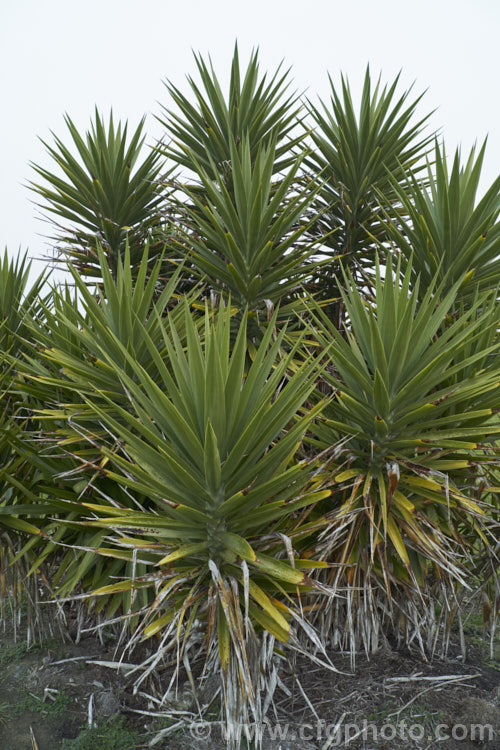 Spanish Bayonet or Dagger Plant (<i>Yucca aloifolia</i>), an evergreen, tree-like perennial native to the southeastern United States and the West Indies. It is capable of growing to 8m tall and its 30-50cm long, sword-shaped leaves are spine-tipped. Large inflorescences of small, purple-tinted cream flowers open mainly in winter.