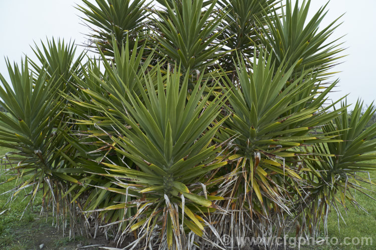 Spanish Bayonet or Dagger Plant (<i>Yucca aloifolia</i>), an evergreen, tree-like perennial native to the southeastern United States and the West Indies. It is capable of growing to 8m tall and its 30-50cm long, sword-shaped leaves are spine-tipped. Large inflorescences of small, purple-tinted cream flowers open mainly in winter.