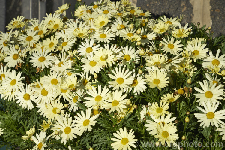 Argyranthemum frutescens 'Madeira Primrose', one of the madeira strain of Marguerite. Daisies. It forms a compact mound smothered in flowers and grows to around 50cm high x 75cm wide. The main blooming period is spring to early summer but it will often have a second flush in autumn and is seldom without flower. Order: Asterales, Family: Asteraceae