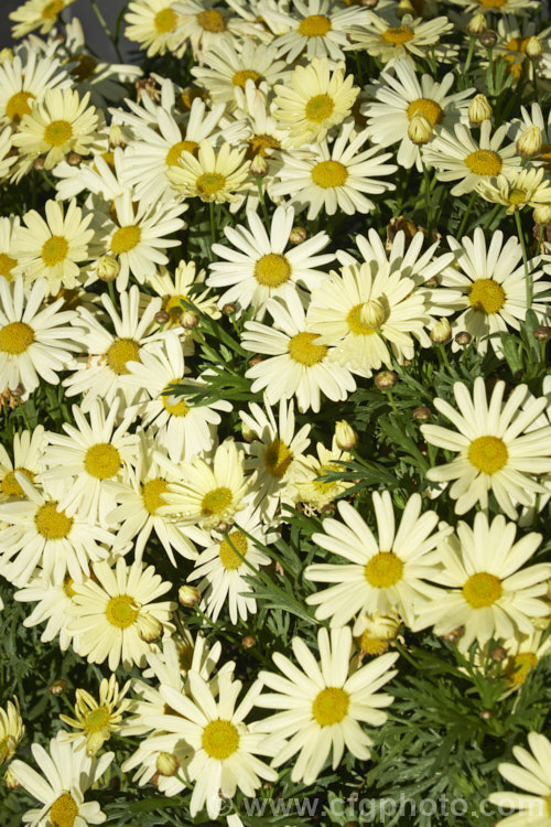 Argyranthemum frutescens 'Madeira Primrose', one of the madeira strain of Marguerite. Daisies. It forms a compact mound smothered in flowers and grows to around 50cm high x 75cm wide. The main blooming period is spring to early summer but it will often have a second flush in autumn and is seldom without flower. Order: Asterales, Family: Asteraceae