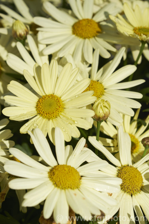 Argyranthemum frutescens 'Madeira Primrose', one of the madeira strain of Marguerite. Daisies. It forms a compact mound smothered in flowers and grows to around 50cm high x 75cm wide. The main blooming period is spring to early summer but it will often have a second flush in autumn and is seldom without flower. Order: Asterales, Family: Asteraceae