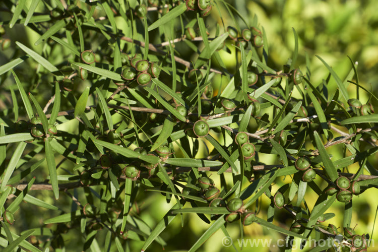 Lemon Scented Tea Tree (<i>Leptospermum petersonii [syn. Leptospermum citratum]), a 3-5m tall, evergreen shrub native to Queensland and New South Wales, Australia. Its foliage has a strong citronella aroma and is rich in oils that are used in fragrances, flavourings and for their anti-fungal properties. The small white flowers appear mainly in summer