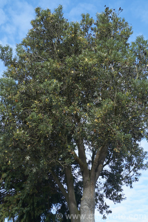 Coast. Banksia (<i>Banksia integrifolia</i>), an evergreen tree native to much of coastal eastern Australia. It grows to 15m tall, its flowerheads appear through most of the year and as with most banksias they are followed by woody seed cones. Order: Proteales, Family: Proteaceae