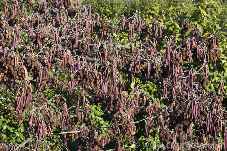 Common Alder (<i>Alnus glutinosa</i>) in winter with maturing catkins and previous season's dried fruit. The catkins begin to develop in autumn by this time, a month after the shortest day, the longer male catkins are very evident. This very hardy, 20-30m tall, moisture-loving deciduous tree is native to Eurasia and North Africa. In many areas it has a reputation for being invasive. alnus-2121htm'>Alnus. <a href='betulaceae-plant-family-photoshtml'>Betulaceae</a>.