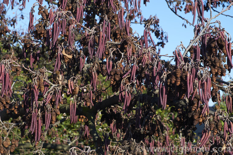 Common Alder (<i>Alnus glutinosa</i>) in winter with maturing catkins and previous season's dried fruit. The catkins begin to develop in autumn by this time, a month after the shortest day, the longer male catkins are very evident. This very hardy, 20-30m tall, moisture-loving deciduous tree is native to Eurasia and North Africa. In many areas it has a reputation for being invasive. alnus-2121htm'>Alnus. <a href='betulaceae-plant-family-photoshtml'>Betulaceae</a>.