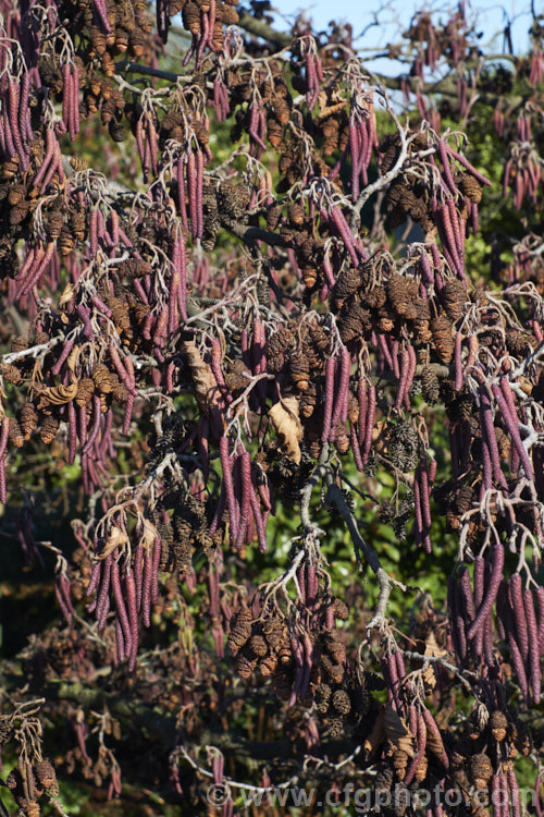 Common Alder (<i>Alnus glutinosa</i>) in winter with maturing catkins and previous season's dried fruit. The catkins begin to develop in autumn by this time, a month after the shortest day, the longer male catkins are very evident. This very hardy, 20-30m tall, moisture-loving deciduous tree is native to Eurasia and North Africa. In many areas it has a reputation for being invasive. alnus-2121htm'>Alnus. <a href='betulaceae-plant-family-photoshtml'>Betulaceae</a>.