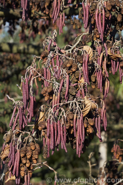 Common Alder (<i>Alnus glutinosa</i>) in winter with maturing catkins and previous season's dried fruit. The catkins begin to develop in autumn by this time, a month after the shortest day, the longer male catkins are very evident. This very hardy, 20-30m tall, moisture-loving deciduous tree is native to Eurasia and North Africa. In many areas it has a reputation for being invasive. alnus-2121htm'>Alnus. <a href='betulaceae-plant-family-photoshtml'>Betulaceae</a>.