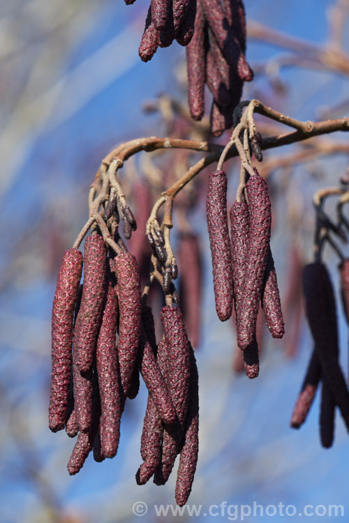 Common Alder (<i>Alnus glutinosa</i>) in winter with maturing catkins. The catkins begin to develop in autumn by this time, a month after the shortest day, the longer male catkins are very evident. This very hardy, 20-30m tall, moisture-loving deciduous tree is native to Eurasia and North Africa. In many areas it has a reputation for being invasive. alnus-2121htm'>Alnus. <a href='betulaceae-plant-family-photoshtml'>Betulaceae</a>.