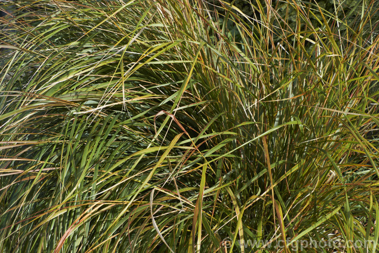 The winter foliage of Pheasant's Tail Grass (<i>Anemanthele lessoniana [syns. Oryzopsis lessoniana, Stipa arundinacea]), a fine-leafed, clumping grass with airy, feathery flower and seed heads up to 1m tall It is native to New Zealand and in autumn and winter the foliage will often develop bright bronze to orange-brown tones. Order: Poales, Family: Poaceae