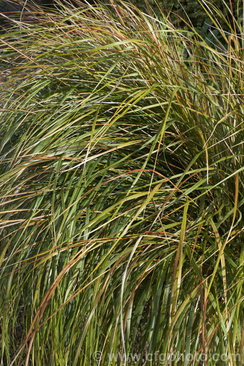 The winter foliage of Pheasant's Tail Grass (<i>Anemanthele lessoniana [syns. Oryzopsis lessoniana, Stipa arundinacea]), a fine-leafed, clumping grass with airy, feathery flower and seed heads up to 1m tall It is native to New Zealand and in autumn and winter the foliage will often develop bright bronze to orange-brown tones. Order: Poales, Family: Poaceae