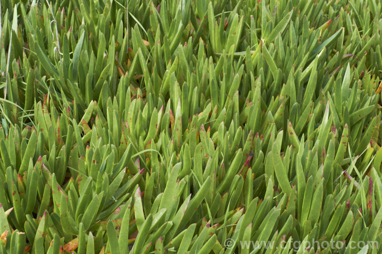 The succulent angular foliage of the Hottentot. Fig or Iceplant (<i>Carpobrotus edulis</i>). This South African succulent that has naturalised in many areas, particularly near the coast. Its yellow to pink flowers are followed by edible watery fruit. carpobrotus-2650htm'>Carpobrotus. <a href='aizoaceae-plant-family-photoshtml'>Aizoaceae</a>.