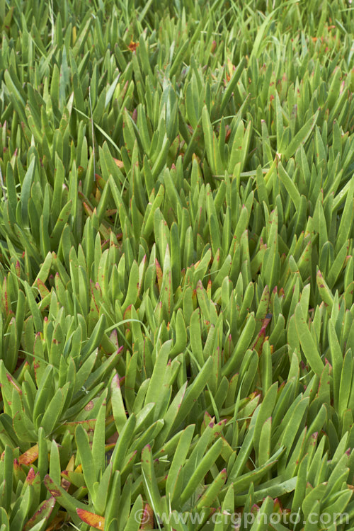 The succulent angular foliage of the Hottentot. Fig or Iceplant (<i>Carpobrotus edulis</i>). This South African succulent that has naturalised in many areas, particularly near the coast. Its yellow to pink flowers are followed by edible watery fruit. carpobrotus-2650htm'>Carpobrotus. <a href='aizoaceae-plant-family-photoshtml'>Aizoaceae</a>.