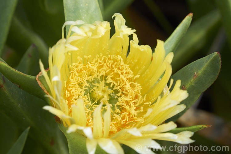 The flower of the Hottentot. Fig or Iceplant (<i>Carpobrotus edulis</i>). While superficially daisy-like, this is not a compound flower but a single bloom. This South African succulent that has naturalised in many areas, particularly near the coast. Its yellow to pink flowers are followed by edible watery fruit. carpobrotus-2650htm'>Carpobrotus. <a href='aizoaceae-plant-family-photoshtml'>Aizoaceae</a>.