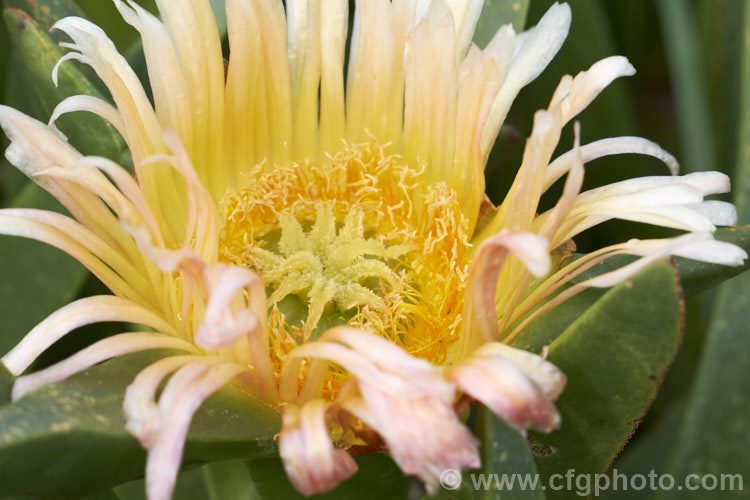 The flower of the Hottentot. Fig or Iceplant (<i>Carpobrotus edulis</i>). While superficially daisy-like, this is not a compound flower but a single bloom. This South African succulent that has naturalised in many areas, particularly near the coast. Its yellow to pink flowers are followed by edible watery fruit. carpobrotus-2650htm'>Carpobrotus. <a href='aizoaceae-plant-family-photoshtml'>Aizoaceae</a>.