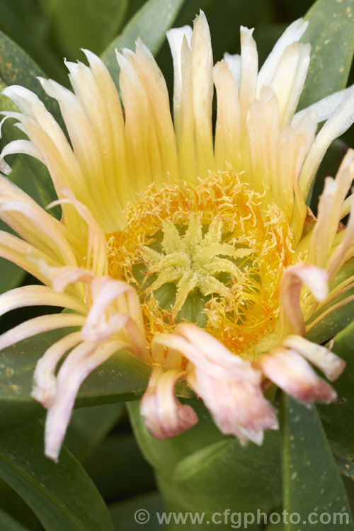 The flower of the Hottentot. Fig or Iceplant (<i>Carpobrotus edulis</i>). While superficially daisy-like, this is not a compound flower but a single bloom. This South African succulent that has naturalised in many areas, particularly near the coast. Its yellow to pink flowers are followed by edible watery fruit. carpobrotus-2650htm'>Carpobrotus. <a href='aizoaceae-plant-family-photoshtml'>Aizoaceae</a>.