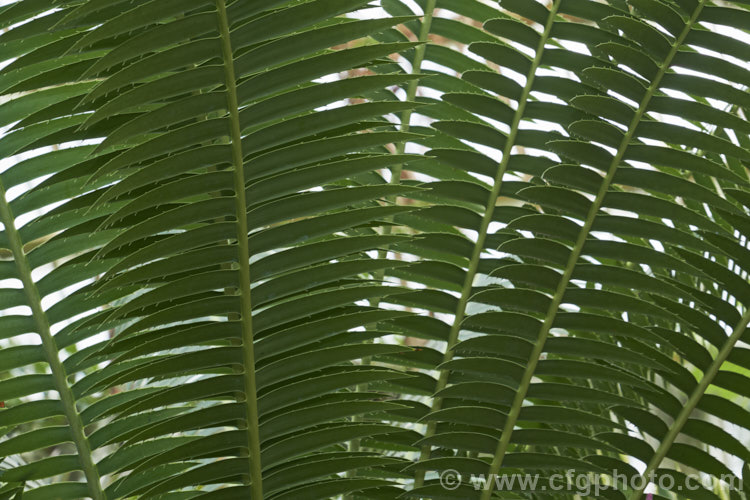 The undersides of the foliage of the Modjadji. Cycad (<i>Encephalartos transvenosus</i>), a cycad native to the Limpopo. Province of South Africa. It has deep green, rather glossy foliage with spines on the edges of the leaflets. When mature, it is very palm-like in appearance and can grow to over 12m tall encephalartos-2950htm'>Encephalartos. <a href='zamiaceae-plant-family-photoshtml'>Zamiaceae</a>.