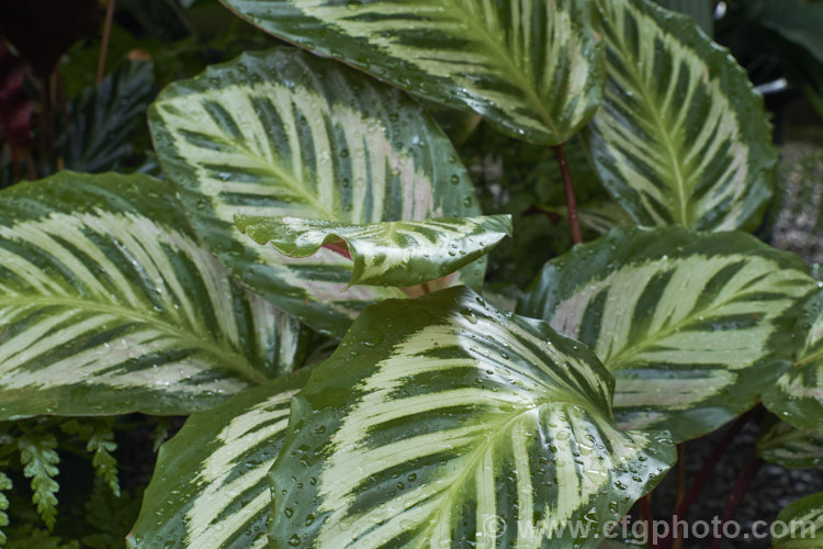 One of the many hybrids and cultivars of the rose-painted calathea (<i>Calathea roseopicta</i>), a perennial native to northwestern Brazil that are often cultivated as foliage house plants in the temperate zones.