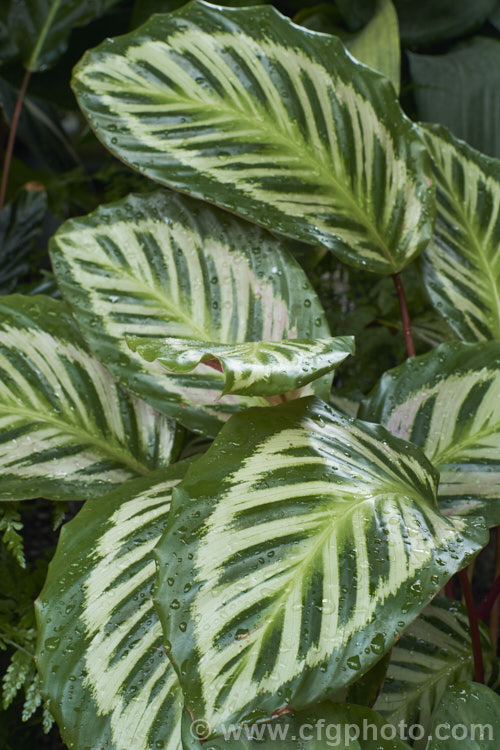 One of the many hybrids and cultivars of the rose-painted calathea (<i>Calathea roseopicta</i>), a perennial native to northwestern Brazil that are often cultivated as foliage house plants in the temperate zones.