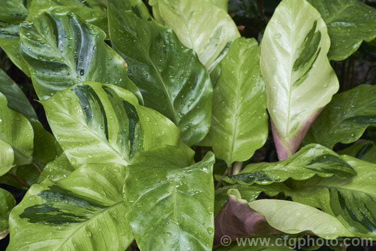 Calathea louisae 'Thai. Beauty', a boldly foliaged variegated cultivar of a clump forming perennial native to Brazil. It grows to around 80cm high x 12m wide and has leaves up to 22cm long.