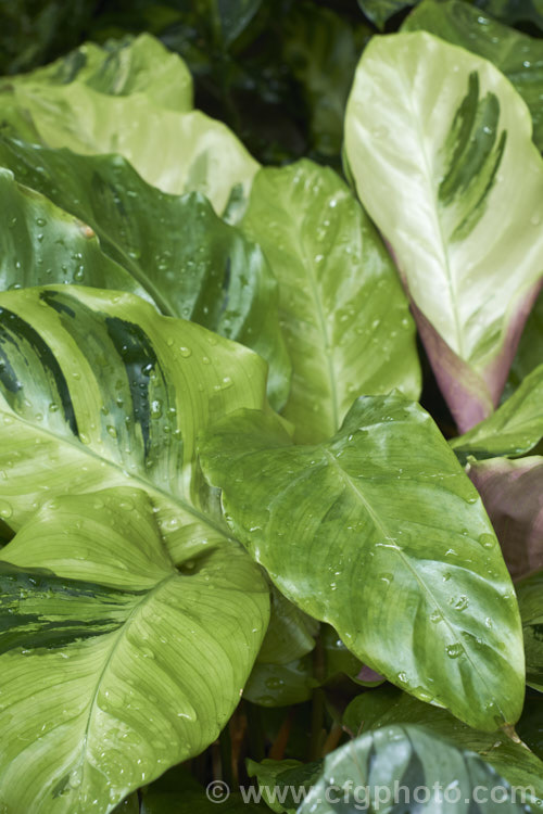 Calathea louisae 'Thai. Beauty', a boldly foliaged variegated cultivar of a clump forming perennial native to Brazil. It grows to around 80cm high x 12m wide and has leaves up to 22cm long.