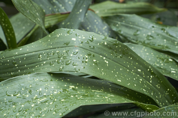 Aspidistra elatior 'Shooting. Stars', a variegated cultivar of the Cast. Iron Plant or Bar. Room Plant, an evergreen perennial found from the Himalayas to southern Japan 'Shooting. Stars' has leaves marked with small yellow dots. The aspidistra was a very popular indoor plant in the days when houses were largely unheated, due to its ability to survive in draughty, poorly lit locations. aspidistra-2375htm'>Aspidistra.