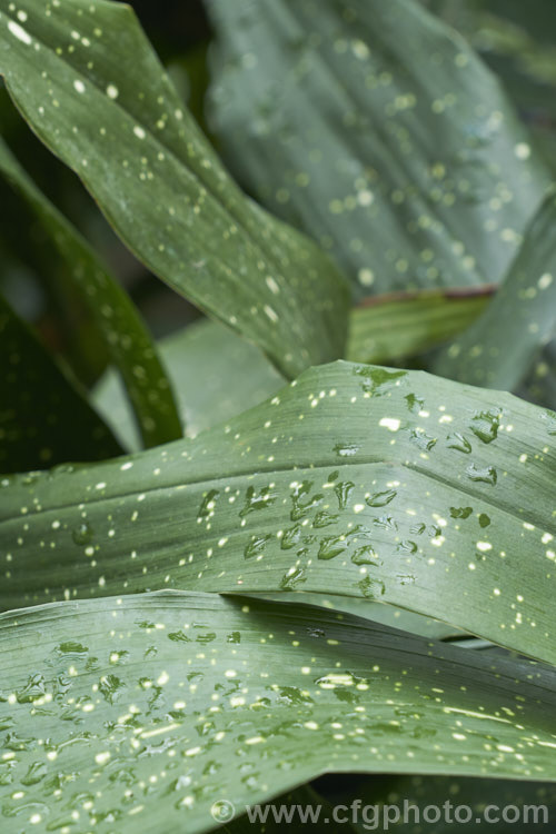 Aspidistra elatior 'Shooting. Stars', a variegated cultivar of the Cast. Iron Plant or Bar. Room Plant, an evergreen perennial found from the Himalayas to southern Japan 'Shooting. Stars' has leaves marked with small yellow dots. The aspidistra was a very popular indoor plant in the days when houses were largely unheated, due to its ability to survive in draughty, poorly lit locations. aspidistra-2375htm'>Aspidistra.