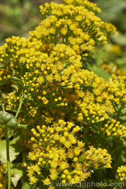 German Ivy (<i>Delairea odorata [syn. Senecio mikanioides]), a scrambling, climbing evergreen perennial or subshrub that can cover large areas and become an invasive weed. It is native to South Africa, has fleshy leaves, red-tinted stems and flowers mainly in winter. In general appearance, it is very like Senecio scandens but its flowers have no ray florets and its leaves and stems are not as succulent as those of Senecio scandens. delairea-2857htm'>Delairea.