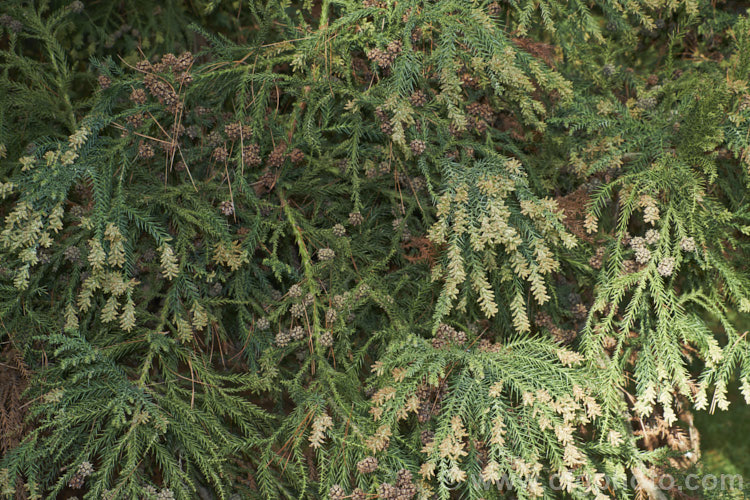 The winter foliage and developing male cones of Cryptomeria japonica var. sinensis (syn. Cryptomeria fortunei</i>), a southern Chinese variety of Japanese cedar with longer leaves and shorter cone scales than the species. Its foliage may not develop the bronze winter tones seen in the typical Japanese form. cryptomeria-2228htm'>Cryptomeria. Order: Pinales, Family: Cupressaceae