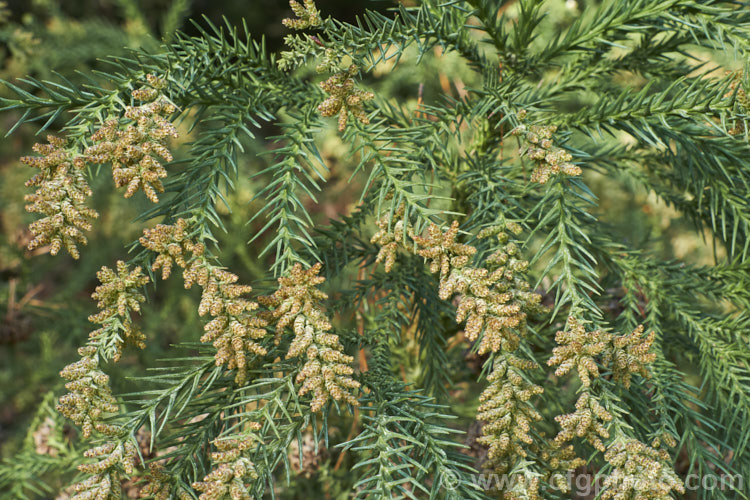 The winter foliage and developing male cones of Cryptomeria japonica var. sinensis (syn. Cryptomeria fortunei</i>), a southern Chinese variety of Japanese cedar with longer leaves and shorter cone scales than the species. Its foliage may not develop the bronze winter tones seen in the typical Japanese form. cryptomeria-2228htm'>Cryptomeria. Order: Pinales, Family: Cupressaceae