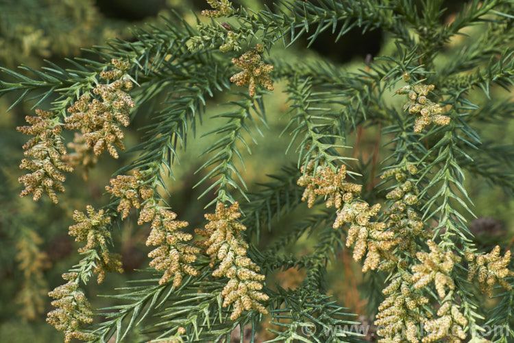 The winter foliage and developing male cones of Cryptomeria japonica var. sinensis (syn. Cryptomeria fortunei</i>), a southern Chinese variety of Japanese cedar with longer leaves and shorter cone scales than the species. Its foliage may not develop the bronze winter tones seen in the typical Japanese form. cryptomeria-2228htm'>Cryptomeria. Order: Pinales, Family: Cupressaceae