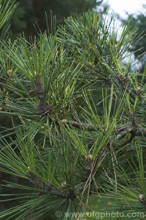 Japanese Black Pine (<i>Pinus thunbergii</i>), a 30m tree native to Japan and South Korea. It is a tree that often develops a sculptural form, being easily shaped by the wind, and which grows in unlikely places, such as hanging off cliffs or growing over rock. Consequently, it is often seen in Japanese prints and used as a bonsai subject. It produces an abundance of small cones. Order: Pinales, Family: Pinaceae