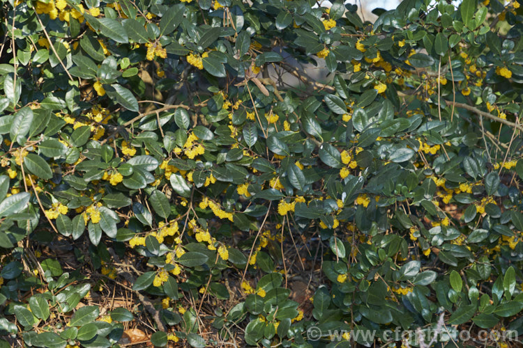 Azara integrifolia photo at Pictures of Plants stock image library