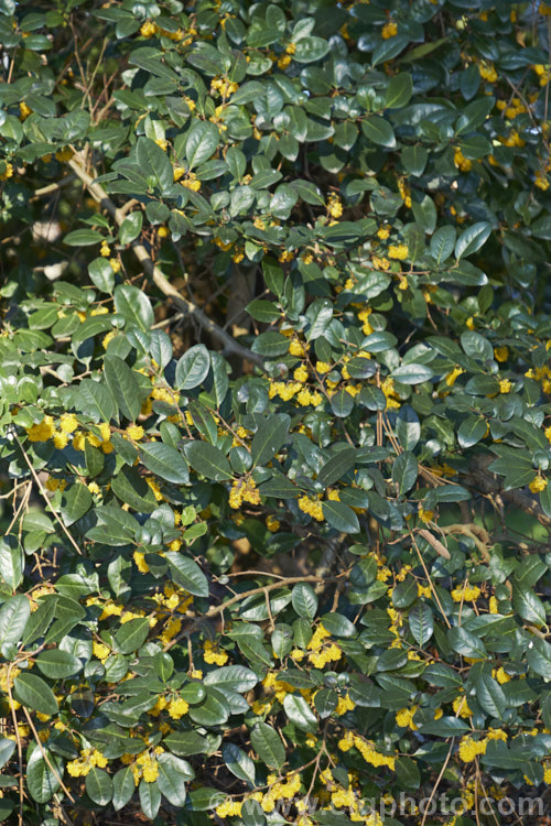 Azara integrifolia, a late winter- to spring-flowering, evergreen shrub or small tree native to Chile. It grows to around 5m tall and its flowers, while quite showy, lack the scent of the best-known species in the genus: Azara microphylla. azara-2391htm'>Azara. <a href='salicaceae-plant-family-photoshtml'>Salicaceae</a>.