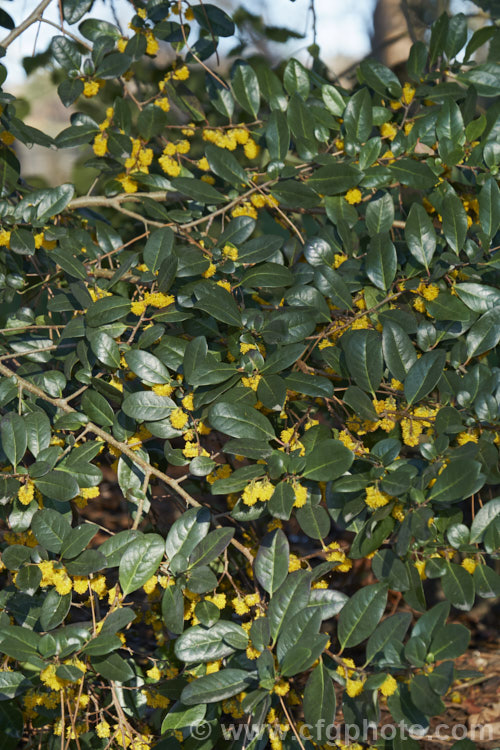 Azara integrifolia, a late winter- to spring-flowering, evergreen shrub or small tree native to Chile. It grows to around 5m tall and its flowers, while quite showy, lack the scent of the best-known species in the genus: Azara microphylla. azara-2391htm'>Azara. <a href='salicaceae-plant-family-photoshtml'>Salicaceae</a>.