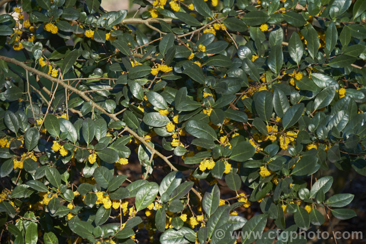 Azara integrifolia, a late winter- to spring-flowering, evergreen shrub or small tree native to Chile. It grows to around 5m tall and its flowers, while quite showy, lack the scent of the best-known species in the genus: Azara microphylla. azara-2391htm'>Azara. <a href='salicaceae-plant-family-photoshtml'>Salicaceae</a>.