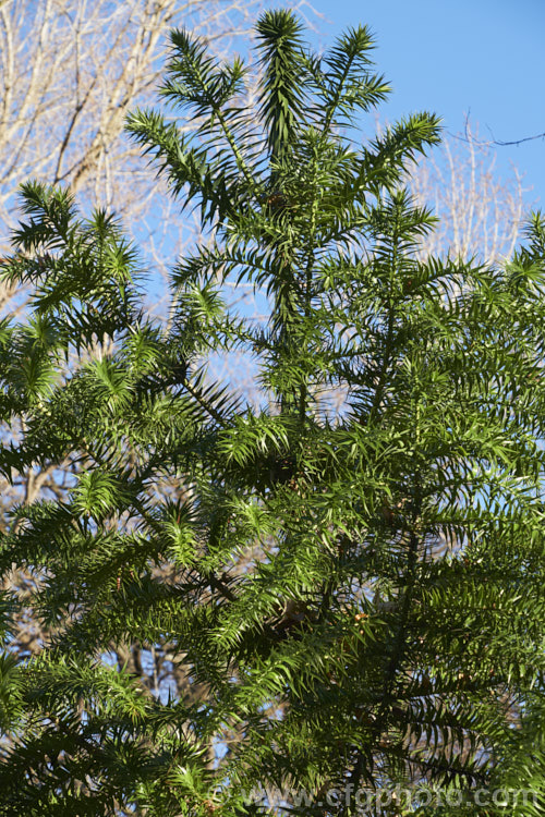 Parana Pine, Brazilian Pine or Candelabra Tree (<i>Araucaria angustifolia</i>), an evergreen conifer up to 40m tall, found in Brazil and neighbouring parts of Paraguay and Argentina, usually in mountain forests at elevations up to 1800m. Its branches are covered in fierce, sharp edged, spine-tipped leaves, as is the trunk when young. When mature, the tree has branches held in a distinctive radiating pattern resembling a candelabra. Order: Pinales, Family: Araucariaceae