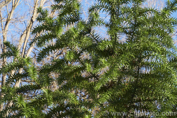 Parana Pine, Brazilian Pine or Candelabra Tree (<i>Araucaria angustifolia</i>), an evergreen conifer up to 40m tall, found in Brazil and neighbouring parts of Paraguay and Argentina, usually in mountain forests at elevations up to 1800m. Its branches are covered in fierce, sharp edged, spine-tipped leaves, as is the trunk when young. When mature, the tree has branches held in a distinctive radiating pattern resembling a candelabra. Order: Pinales, Family: Araucariaceae