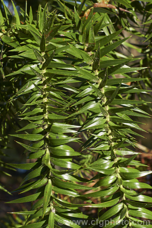 Parana Pine, Brazilian Pine or Candelabra Tree (<i>Araucaria angustifolia</i>), an evergreen conifer up to 40m tall, found in Brazil and neighbouring parts of Paraguay and Argentina, usually in mountain forests at elevations up to 1800m. Its branches are covered in fierce, sharp edged, spine-tipped leaves, as is the trunk when young. When mature, the tree has branches held in a distinctive radiating pattern resembling a candelabra. Order: Pinales, Family: Araucariaceae