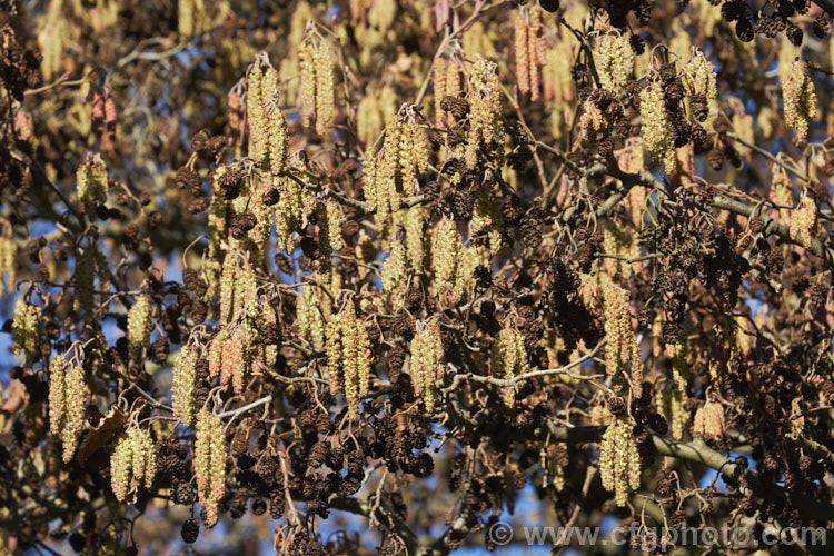 Mature male catkins of the Common Alder (<i>Alnus glutinosa</i>), a very hardy, 20-30m tall, moisture-loving deciduous tree native to Eurasia and North Africa. Its catkins develop in autumn. alnus-2121htm'>Alnus. <a href='betulaceae-plant-family-photoshtml'>Betulaceae</a>.