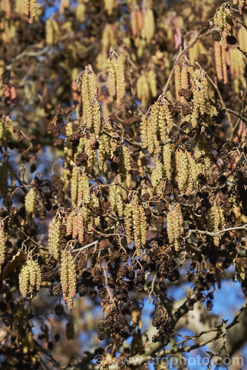 Mature male catkins of the Common Alder (<i>Alnus glutinosa</i>), a very hardy, 20-30m tall, moisture-loving deciduous tree native to Eurasia and North Africa. Its catkins develop in autumn. alnus-2121htm'>Alnus. <a href='betulaceae-plant-family-photoshtml'>Betulaceae</a>.